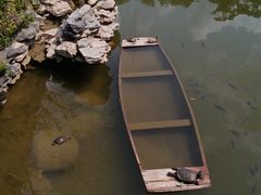 -深圳仙湖植物园