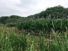 -五缘湾湿地公园