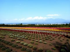 -富田农场