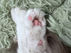 -有喵·猫咖·狗咖·30几只猫10只小狗(岗厦店)
