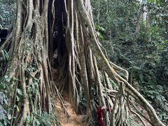 -中国科学院西双版纳热带植物园