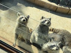 -石家庄市动物园