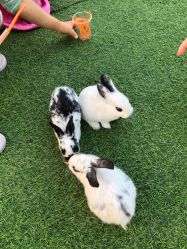 -萌宠亲子动物乐园(槐房万达店)