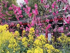 -南汇桃花村