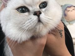 -lincat·猫舍(广州店)