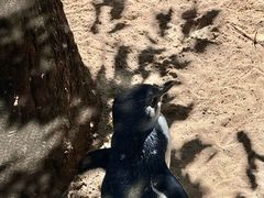 -费瑟代尔野生动物园