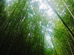 -天花井景区