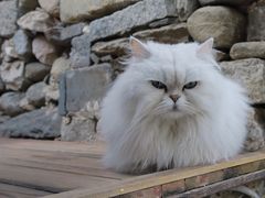 -喵屿·大理花园猫咖