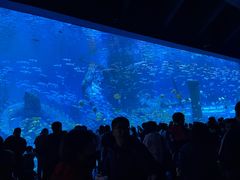-哈尔滨波塞冬海底世界