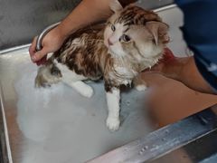 -中农大我爱我爱24h动物医院·中医针灸·猫专科·骨科医疗中心(双井店)