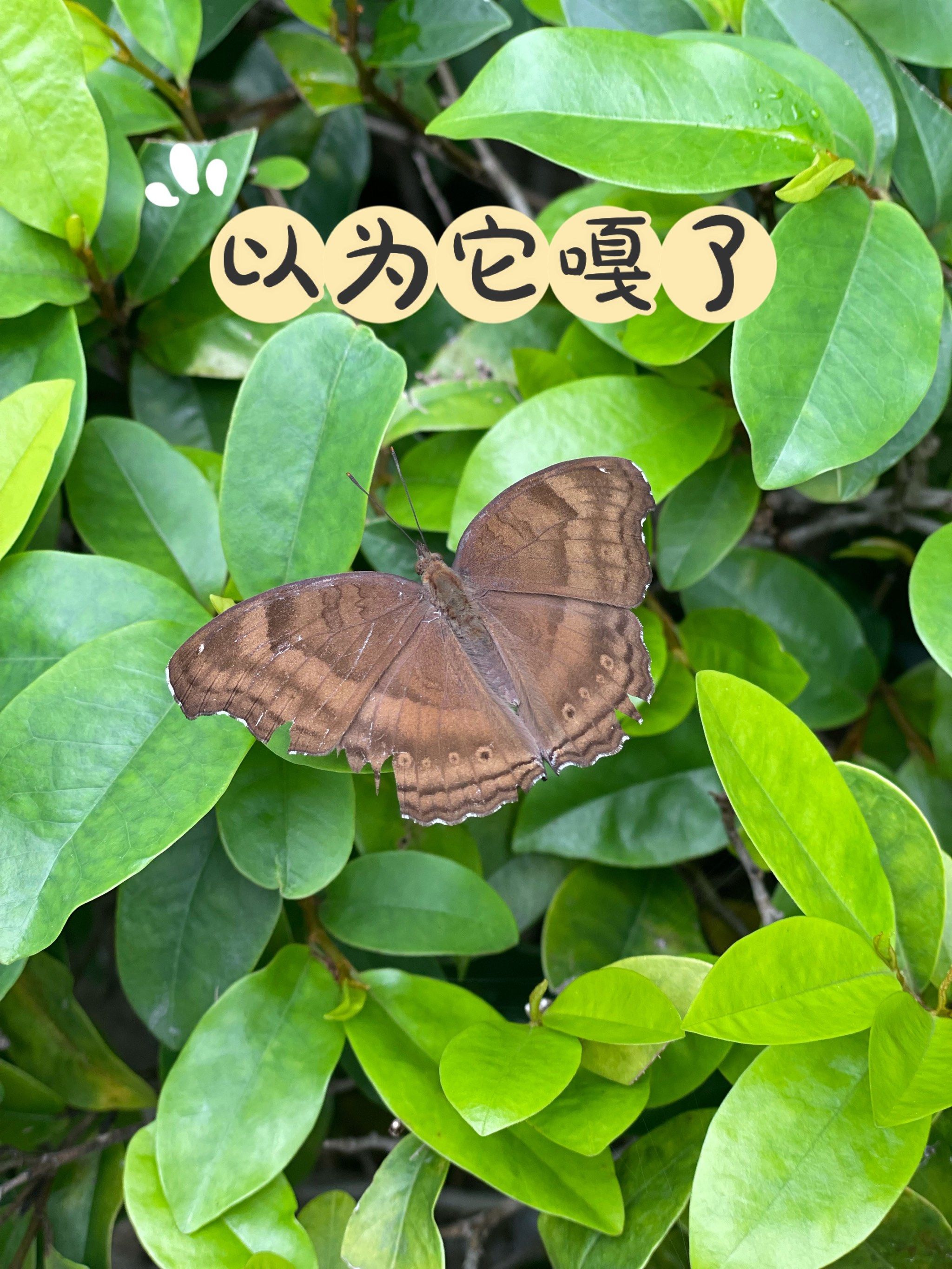 交换一只你拍的小动物 | 钩翅眼蛱蝶