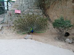 -五龙山野生动物王国