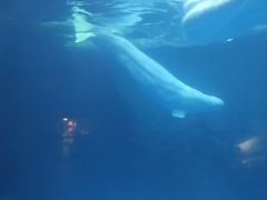 -海底捞火锅(武胜路凯德广场店)