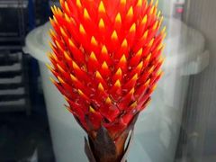 -上海鲜花港