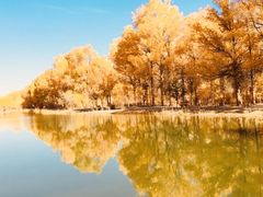 -金塔沙漠胡杨林景区