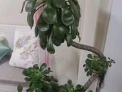 -双季花艺园艺市场(浦东店)