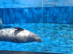 -洛阳龙门海洋馆