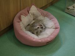 -藦茜花园宠物主题亲子互动体验馆(国顺东路店)