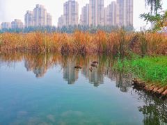 -前关湿地公园
