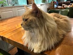 -猫小院猫主题餐厅(三里屯店)