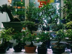 -万商花鸟市场