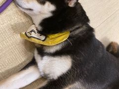 -逗柴咖啡屋·狗咖猫咖宠物桌游