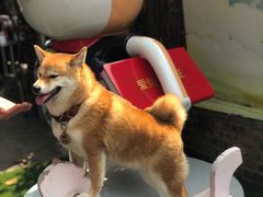 -柴犬高等学院·狗咖·柴犬售卖·宠物训练