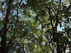 -上海佘山国家森林公园天马山园