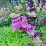 仙湖花展｜春日赏花｜满眼都是春天，美醉了