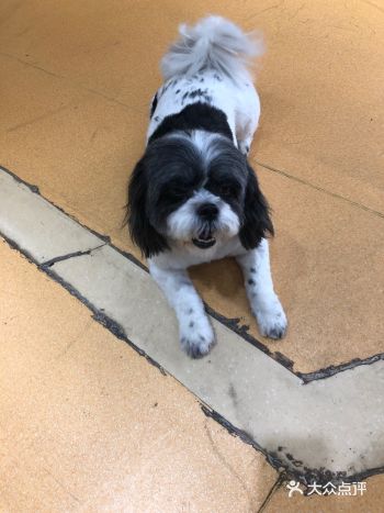 狗狗也伸出了长长的舌头散热