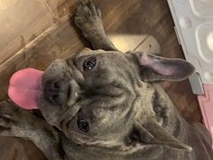 -柯斗斗主题餐厅·狗咖·围炉煮茶·茶饮(国瑞升平里店)