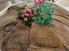 -悦见花开·花园里的火锅·露营·下午茶