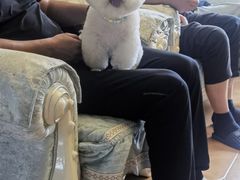 -宠爱国际动物医院· 猫科· 外科·中兽医(长白店)