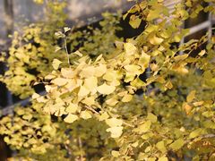 -重庆市江北嘴中央商务区中央公园