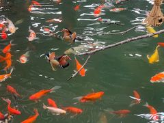 -南宫五洲植物乐园