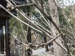 -南汇桃花村
