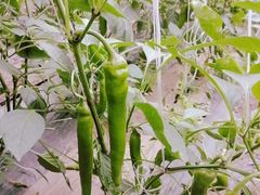 -万源龙顺度假庄园生态观光园