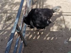 -鄂尔多斯野生动物园