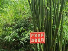 -芦沟竹海