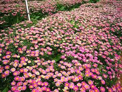 -松山湖梦幻百花洲
