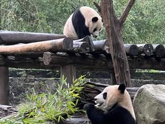 -都江堰中华大熊猫苑