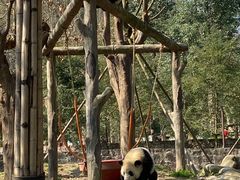 -都江堰中华大熊猫苑