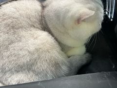 -邢大夫动物医院