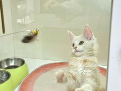 -青奢宠物·青奢猫舍