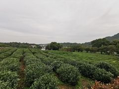 -中国茶叶博物馆(双峰馆区)