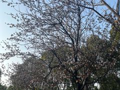 -上海吴淞炮台湾国家湿地公园