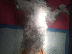 -创凡宠物医院·骨专科  猫科中心(西乡分院)