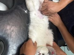 -中农大我爱我爱动物医院·核磁CT·猫病·24小时夜诊中心(石佛营店)