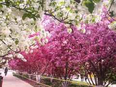 -海棠花溪(元大都城垣遗址公园)