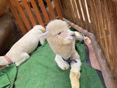 -杭州开元森泊度假乐园